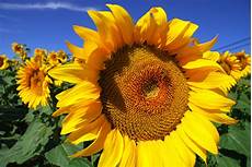Sunflower Images by 7 Reasons Why Sunflowers Are A Multi Purpose Prep The Sunflower Images