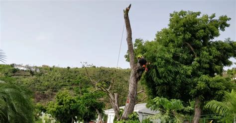 Tropical Important Plant Areas in the British Virgin Islands | Kew