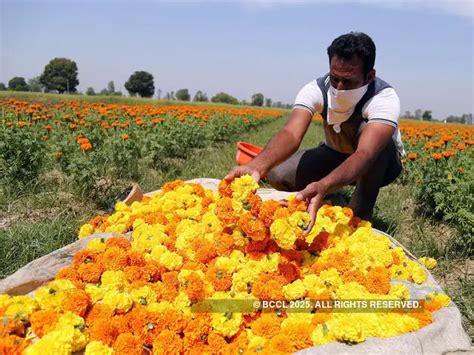 Turning to flower cultivation - Jammu & Kashmir flower bloom fades away ...
