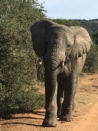 The Best Shamwari Game Reserve Bed and Breakfasts 2023 - Tripadvisor