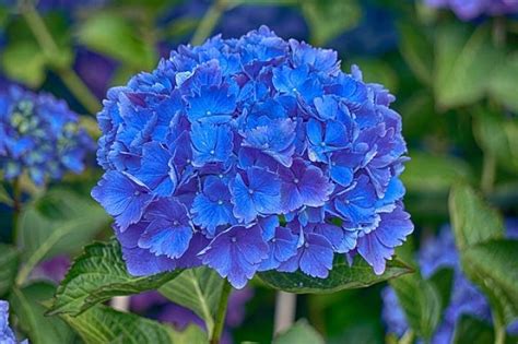 Image result for Pre-Spring Hydrangea Care