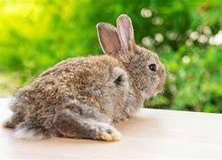 Image result for Rabbit Tail Clip Art