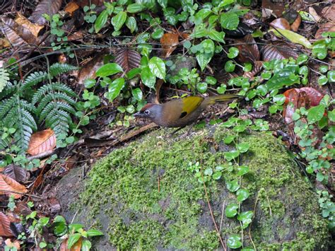 Malayan Laughingthrush - eBird