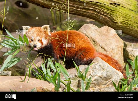 Image result for Red Panda vs Firefox