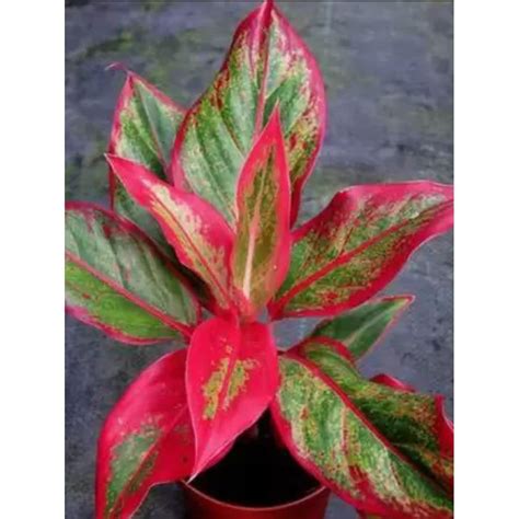 Sundhi Aglaonema Natural Live Indoor Plant(Pack of 1 Healthy Live Plant ...