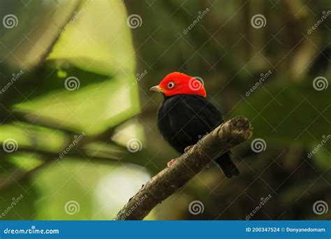 Red-capped Manakin Ceratopipra Mentalis Sitting on a Branch Stock Photo ...