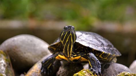Aquatic Turtle Care Sheet | PetMD