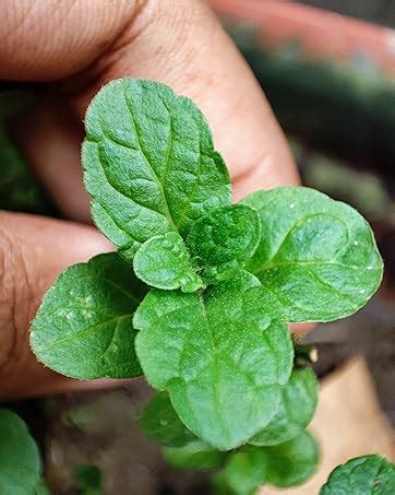 Gachwala Kulekhara Plant Leaves – 20 to 25 Fresh Stem Cuttings ...