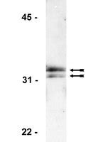 Anti-Histone H1 Antibody, clone AE-4 | 05-457