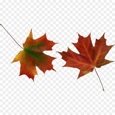 Vector Autumn Leaf PNG HD - Pngsource