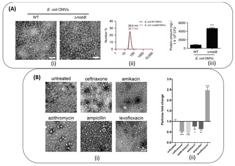 Biomimetic Bacterial Membrane Vesicles for Drug Delivery Applications