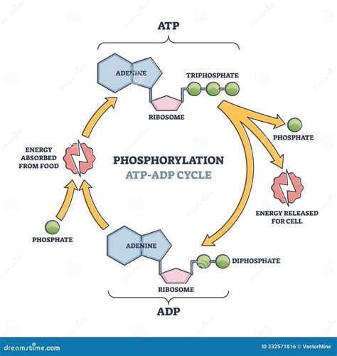 Rezultat imagine pentru ATP Process
