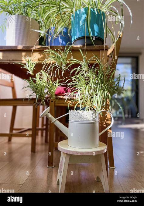 Image result for Plantlets Examples