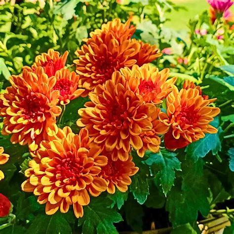 Chrysanthemum Flower Meaning and Symbolism