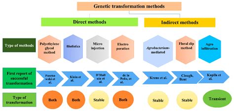Agroinfiltration Mediated Scalable Transient Gene Expression in Genome ...