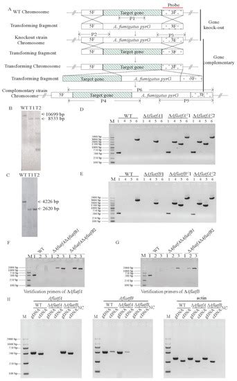 Genetic Interaction of Global Regulators AflatfA and AflatfB Mediating ...