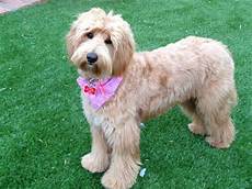 16 new goldendoodle haircut guide pictures meowlogy grooming needs of the australian labradoodle bbird s groomblog goldendoodle haircuts 16 new goldendoodle haircut guide pictures meowlogy grooming needs of the australian labradoodle bbird s groomblog goldendoodle haircuts