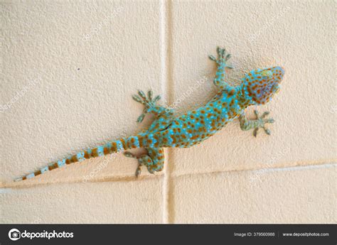 Lizard Climbing Wall