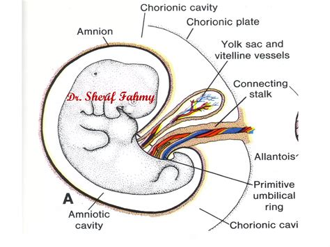 The Development Of The Umbilical Cord: A Simple Guide To Fetal Growth