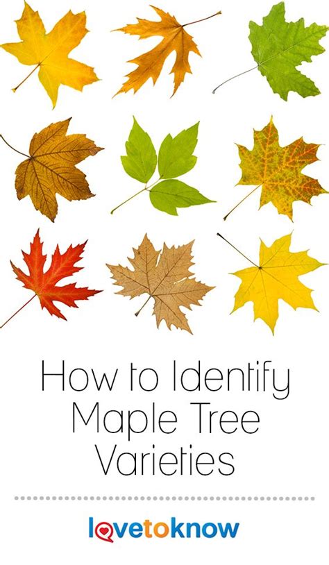 Image result for Maple Tree Identification