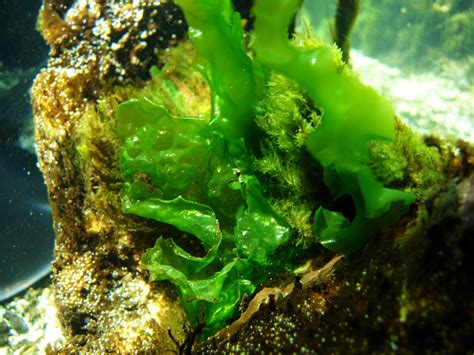 Taxonomia Plantae no Magnoliopsida: Phylum Clorophyta