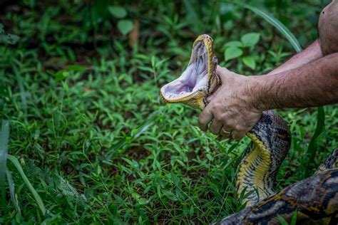 Image result for Catching Python Snakes