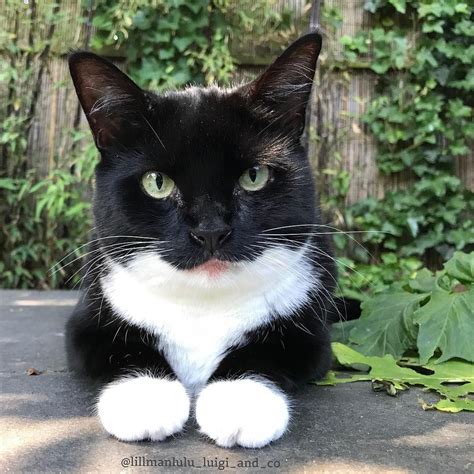Cute Tuxedo Cat
