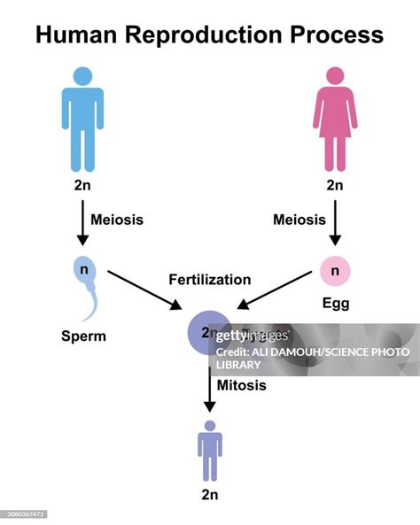 La Reproduction Humaine 的图像结果