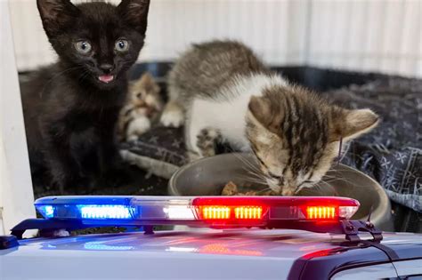 What To Expect At Ocean Star Seafood Company In Great Falls