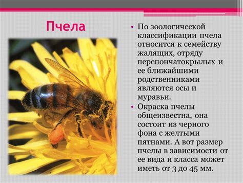 Пчела медоносная описание