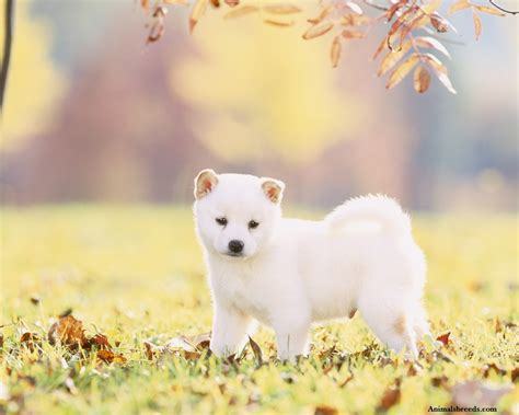 Shiba Inu - Puppies, Rescue, Pictures, Information, Temperament, Price ...