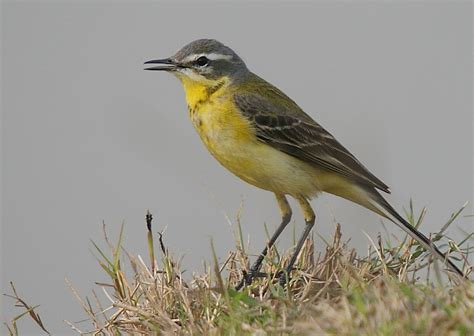Yellow Wagtail - Motacilla flava - Passeridae - Aves - Birding in India