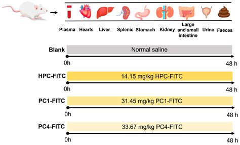 In Vivo Tissue Distribution and Pharmacokinetics of FITC-Labelled ...