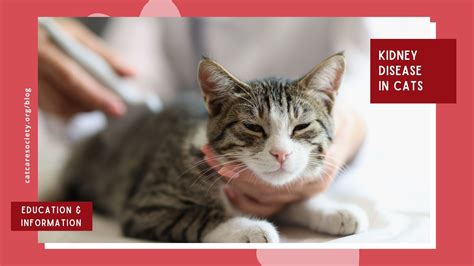 CAT KIDNEY DISEASE SYMPTOMS TREATMENT intelligence - Data Sheet