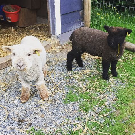 Southdown Babydoll Sheep at Superior Miniatures, Vancouver Island