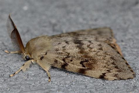 Image result for Gypsy Moth