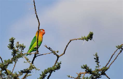 Image result for Inseparable De Fischer