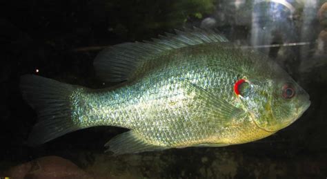 Redear Sunfish Animal Facts - A-Z Animals