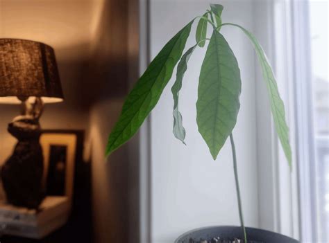 Image result for Small Avocado Tree