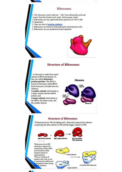 Image result for Ribosomes Structure and Function