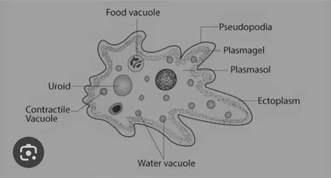 Amoeba proteus diagram - Brainly.in