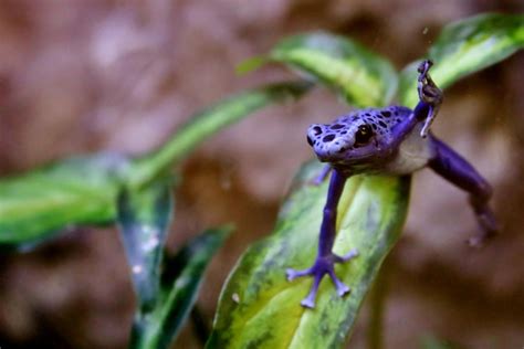Image result for Purple Tree Frog