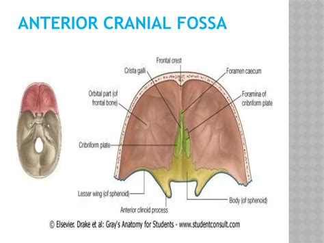 Anterior cranial-fossa | PPT