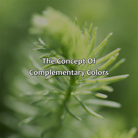What Is The Complementary Color Of Green - colorscombo.com