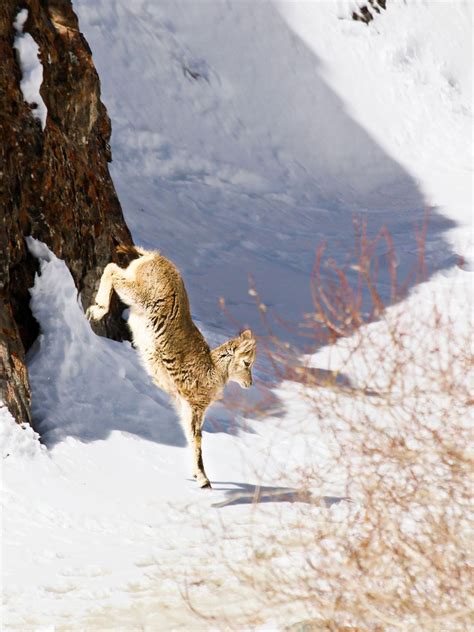 Hemis National Park: A safari guide’s tips on spotting snow leopards in ...