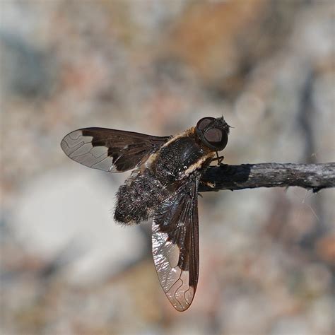 Hemipenthes seminiger from Featherly Regional Park, CA, USA on May 7 ...