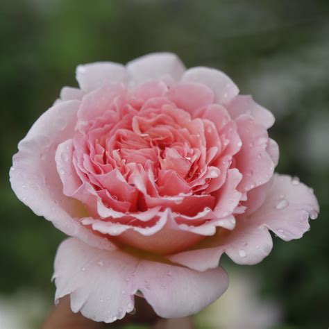 Rose Abraham Darby - CHINESE EXPORTER