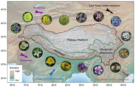 Scientists Reveal Timeline and Uneven Evolution of Endemic Flora on Qinghai-Tibet Plateau ...
