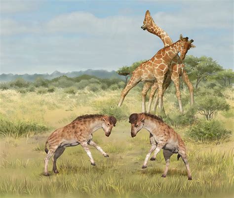 Adaptation Of Giraffe