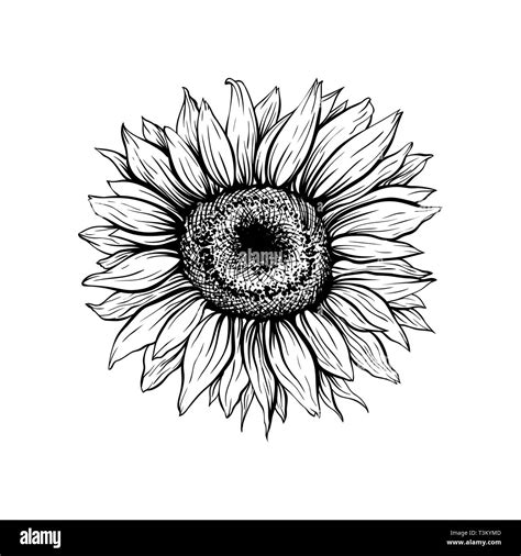 Sunflower Drawing Outline : How to draw a sunflower, realistic ...